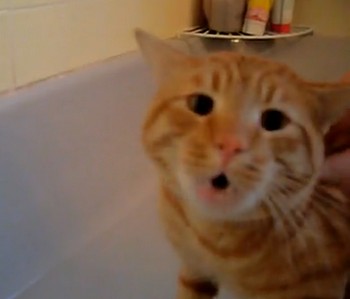 お風呂の水浴びを「Nooooo!」と断固拒否するネコが可愛すぎる（動画）