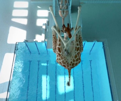 キリンがプールで5.8mの高飛び込みに挑戦？（動画）