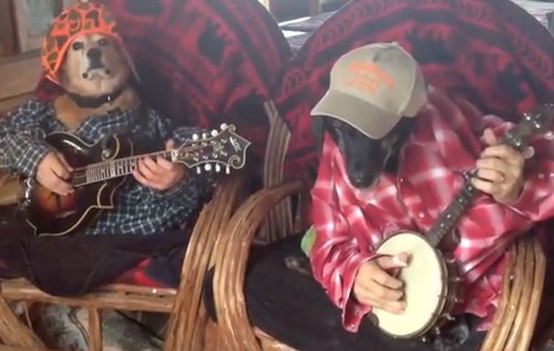 アコースティックギターを弾く犬たちのギターテクニックが凄い（動画）
