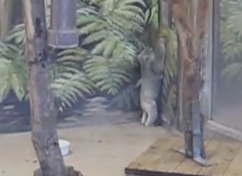 動物園のコアラ、壁に描かれた木に登ろうとする（動画）