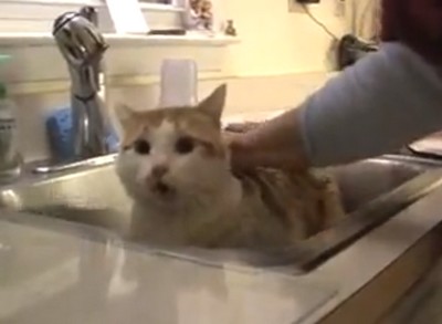 ネコが水浴びを嫌がり「長い～！早くお風呂から出して！」とボヤく（動画）