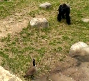 臆病なゴリラとガチョウの対決（動画）