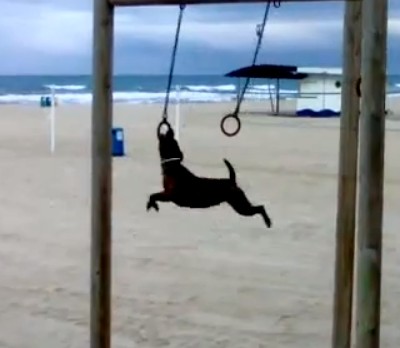 ビーチにある「つり輪」で遊ぶイヌが凄い（動画）