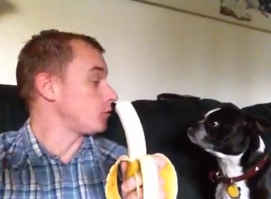 ペットにバナナを食べさせる斬新な方法（動画）