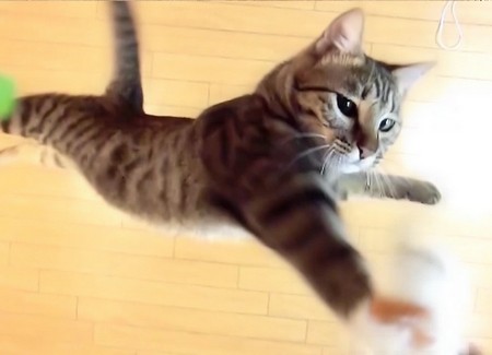 ネコの天才ゴールキーパー現る、高速シュートをいとも簡単に止める（動画）
