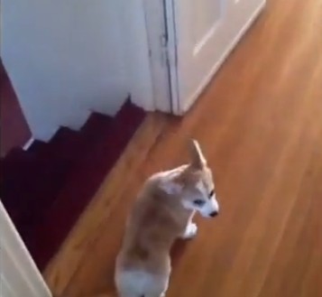 階段を転がりながら降りるコーギー犬が可愛すぎる（動画）