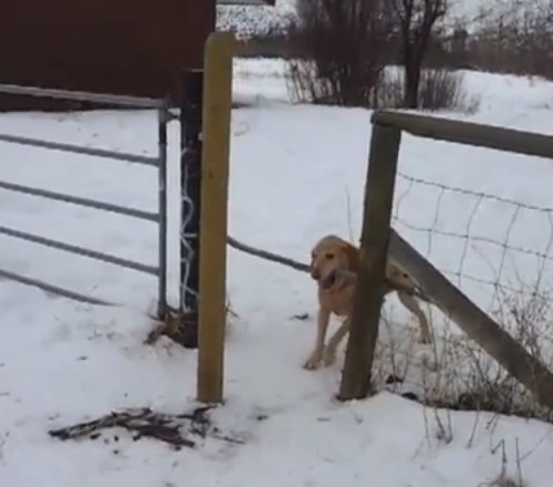 イヌが口に長い棒を咥え、フェンスの隙間を通れない、どうすればいいの？（動画）
