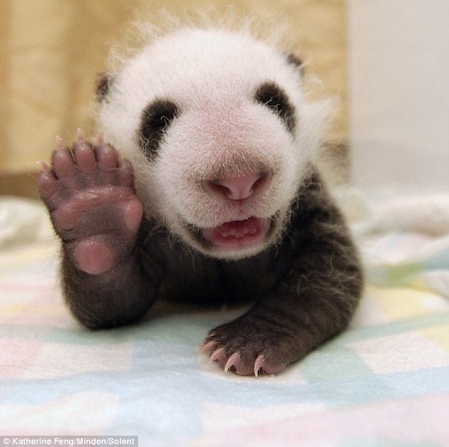 生後5週間の赤ちゃんパンダが可愛すぎる（写真5枚）