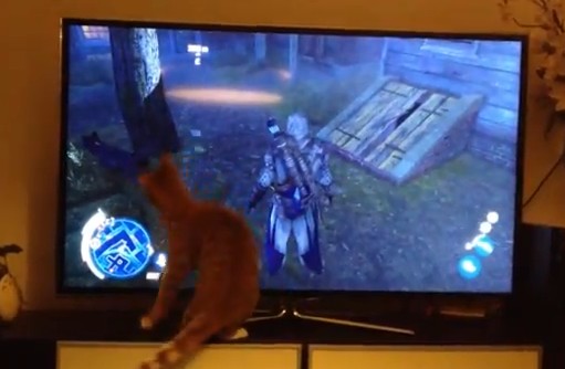 ゲームの世界に混乱するネコ（動画）
