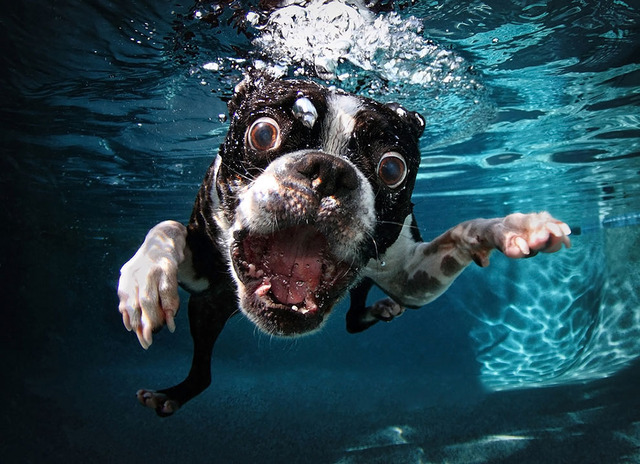 水中のイヌの顔が恐ろしすぎる（写真）