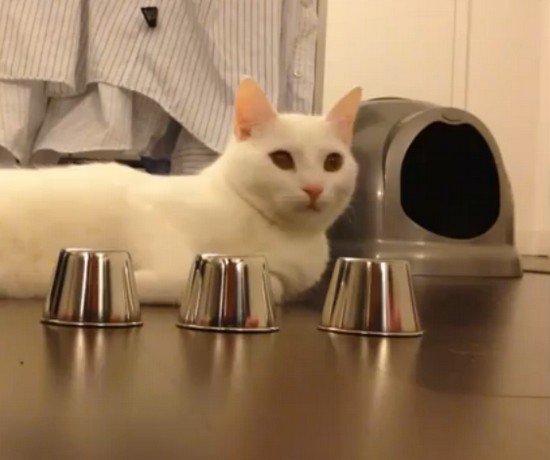 猫を相手にスリー・シェル・ゲーム、猫は人間より賢い？（動画）