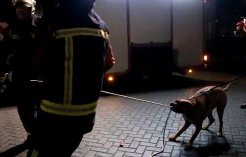 オランダの消防士を手伝う「消防犬」が話題（動画）