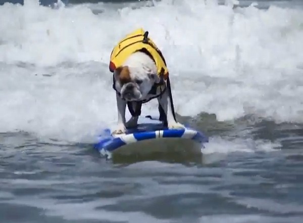 アメリカのイヌのサーフィン大会が凄い（動画）