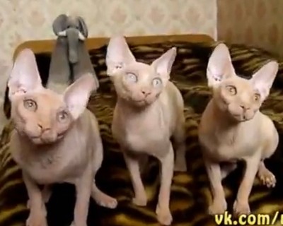 可愛い3匹のネコたちのシンクロ率が高すぎる（動画）