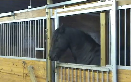 賢すぎる牝馬、厩舎のドアロックを自分で外して自由に外出（動画）