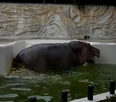 動物園のカバ、観客の目の前でウンコをぶちまける（動画）