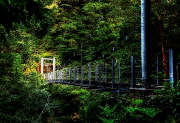 美しすぎる屋久島の原生林の画像集。これを見たあなたは屋久島に行きたくなる。