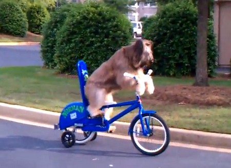 自転車を乗りこなすイヌが凄い（動画）
