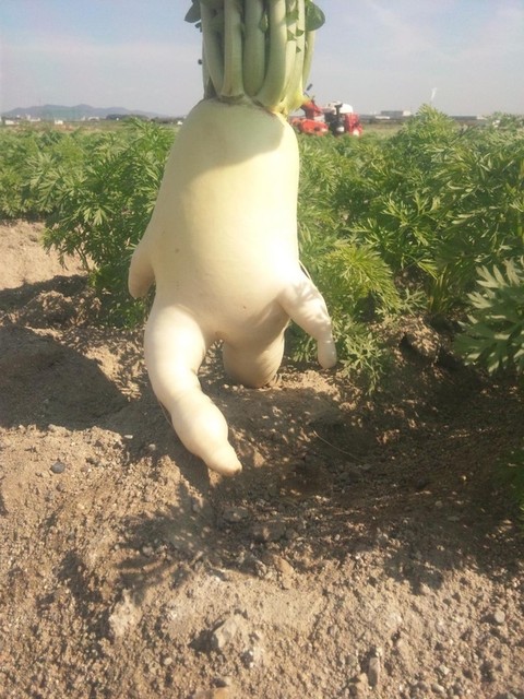兵庫県の根菜農家で収穫された「走る大根」が話題（写真）