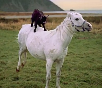 カナダには、白馬を乗りこなすヤギがいる？（海外CM）
