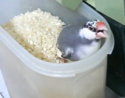 精米した米を浴びるのが大好きな小鳥（動画）