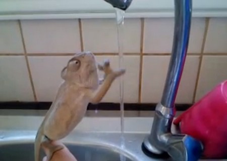 きれい好きなカメレオン、蛇口の水で自分の手を洗う（動画）
