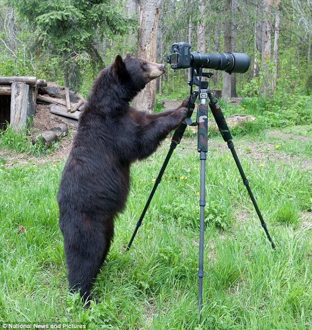 野生のアメリカグマ、カメラマンに転職！？
