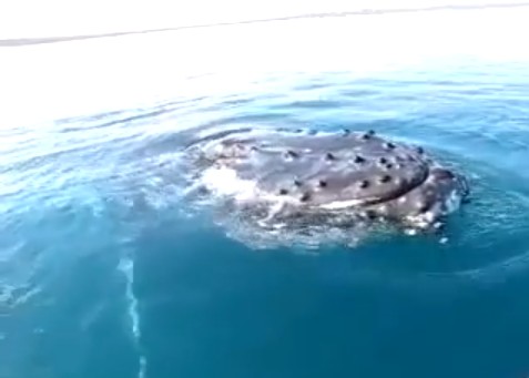 近すぎるホエール・ウォッチング、カヌーで鯨に超接近！（動画）