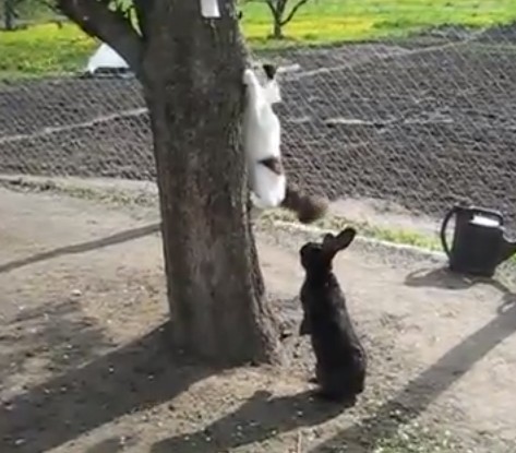 ウサギのネコへの片思い、ネコは嫌がり、木に登って逃走（動画）