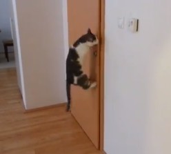 マケドニアの賢いネコ、5つのドアを自分で開けて外出する（動画）