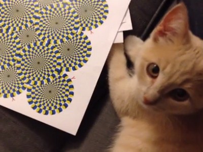 ネコに「目の錯覚の図形」を見せてみた。ネコも目の錯覚を起こす？（動画）