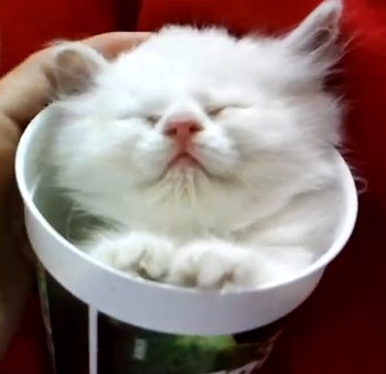コップの中で睡眠中の子猫が可愛すぎる（動画）