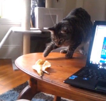 ネコはバナナの皮が怖い？（動画）