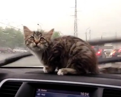 ロシアのネコ、自動車のワイパーに戸惑う（動画）
