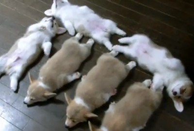 6匹のコーギー犬のお昼寝が可愛すぎる（動画）