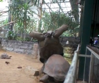 ゾウガメの上に、ゾウガメが乗るとこうなる（動画）