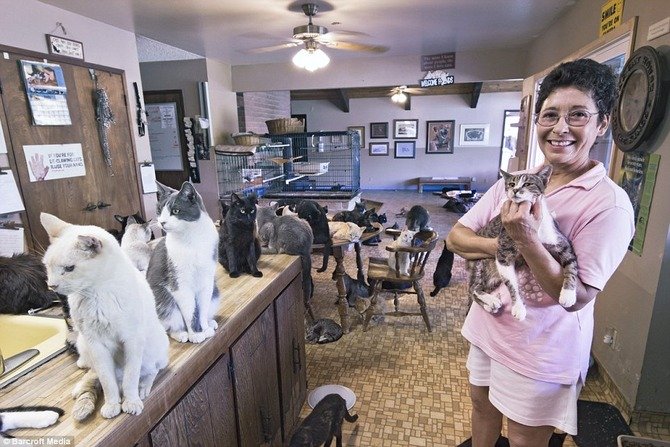 ネコ700匹を飼うアメリカ人女性、世界一のトップブリーダー？（動画）