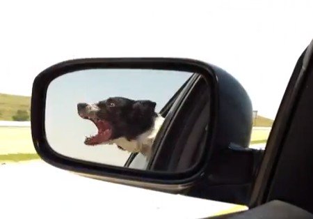 車に犬を乗せドライブすると、すれ違う車に噛み付こうとする？（動画）