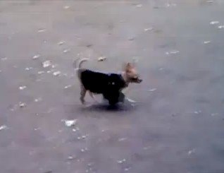 ハトとイヌによる、食パンの争奪戦の光景が微笑ましい（動画）