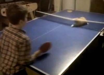 ネコと卓球をしてみた（動画）