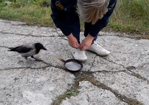 人間からフライパンを盗もうとするカラスが賢すぎる(動画)