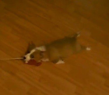 エサに釣られるコーギー犬が可愛すぎる（動画）