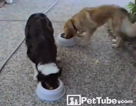 「隣の芝生は青い」を犬が再現すると、こうなる（動画）