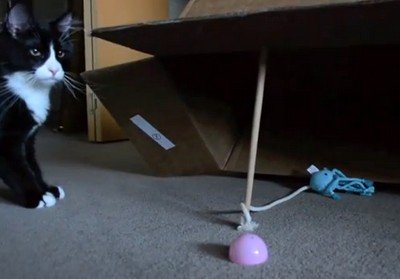 明らかに罠であるのに、飼い主が仕掛けた罠に自らはまりに行くネコ（動画）