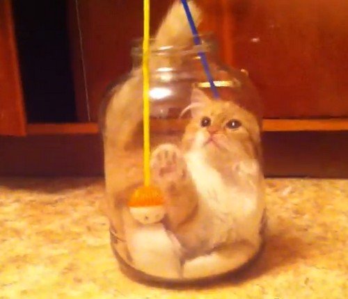 子猫と未知の物体との壮絶な戦いが勃発、その結末や如何に！？（動画4本）