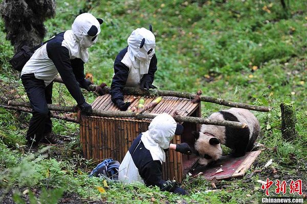中国でのパンダ野生化トレーニングの訓練光景、まるでコントのよう（写真3枚）