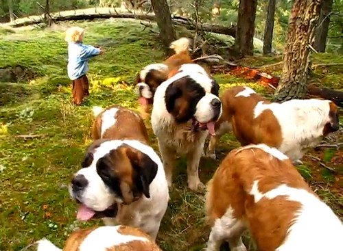 42匹のセント・バーナード犬を連れて散歩をしてみた（動画）