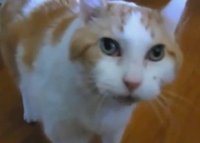 人間に挨拶をするネコたち、人間に「ハロー！」と返事をする（動画）