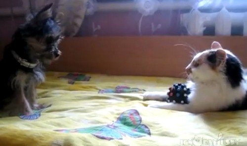 イヌとネコの玩具の取り合い、それ僕の玩具、返してよ！（動画）
