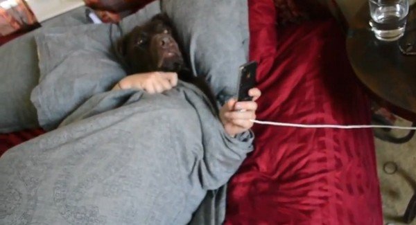 人間のような生活をする、イヌの一日（動画）